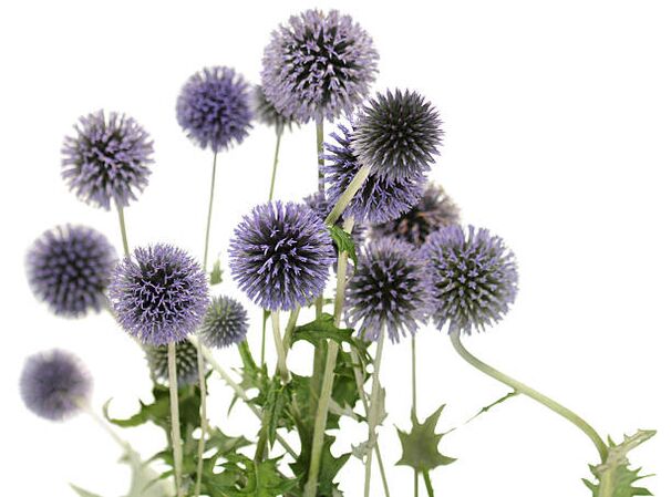 Echinops como parte del árbol Hondro Sol Valgus